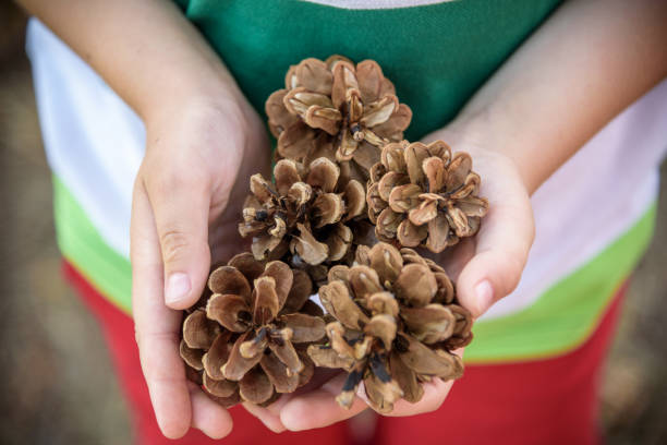 istock White Toddler boy playing in a pine forest with pine cones. Conifer cones on the grass serve as toys for the kid 1263431627