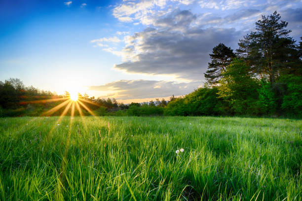 HDR panoramic landscape shot. Green grass in the foreground. In the background forests and shrubs with the setting sun with distinctive sunlight. Deep blue sky with dramatic clouds.