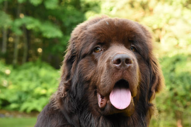 Large Chocolate Brown Newfoundland Dog on a Summer Day Adorable sweet brown Newfoundland dog in the summer. newfoundland dog photos stock pictures, royalty-free photos & images