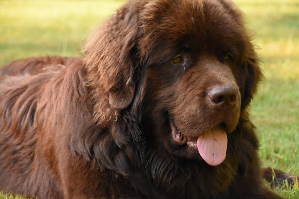 istock Large Chocolate Brown Newfoundland Dog on a Summer Day 1263433439