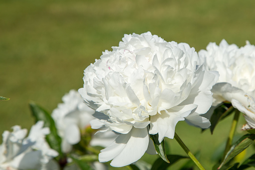 Stuffed white peony with green background