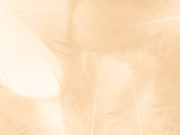 istock Beautiful abstract white and brown feathers on white background and soft yellow feather texture on white pattern and yellow background, feather background, gold feathers banners 1263433895