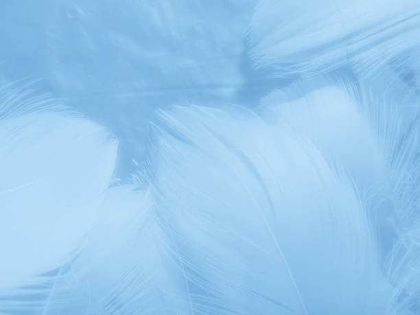 istock Beautiful abstract colorful blue feathers on white background and soft white feather texture on blue pattern and blue background, feather background, blue banners 1263433912