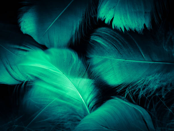 istock Beautiful abstract blue and green feathers on dark background and soft white feather texture on white pattern and green background, feather background, green banners 1263433914