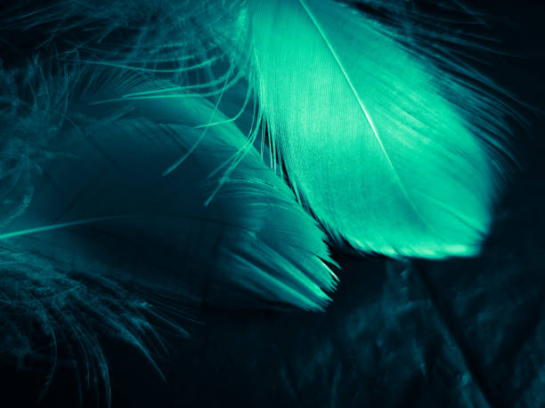 istock Beautiful abstract blue and green feathers on dark background and soft white feather texture on white pattern and green background, feather background, green banners 1263433918