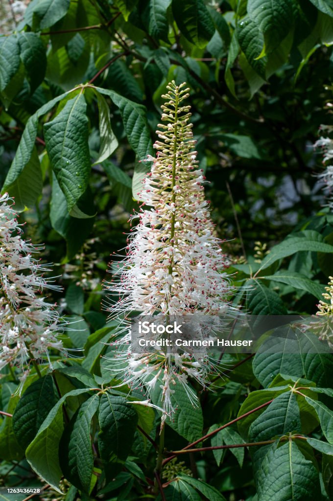 close-up of white flowering inflorescence of a bottlebrush buckeye a white panicle shaped flower of aesculus parviflora or bottlebrush buckeye in a summer garden Horse Chestnut Tree Stock Photo