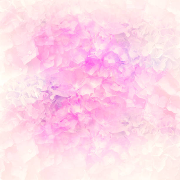 istock Abstract colorful hydrangea flowers for background,soft focus. 1263437364