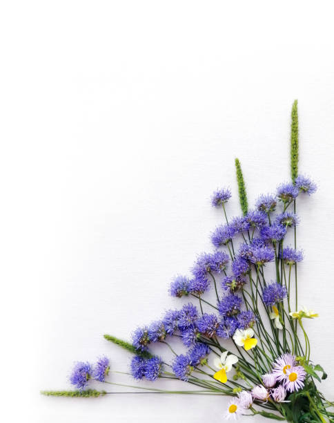 istock Frame of Blue wild Flowers on white background 1263438673