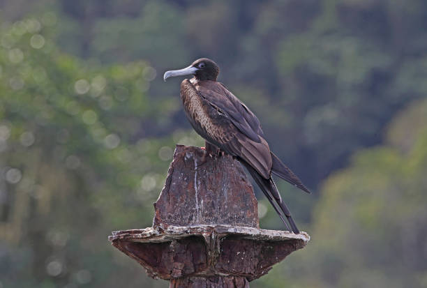 istock Magnificent Frigatebird 1263439003