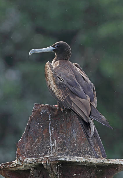 istock Magnificent Frigatebird 1263439007