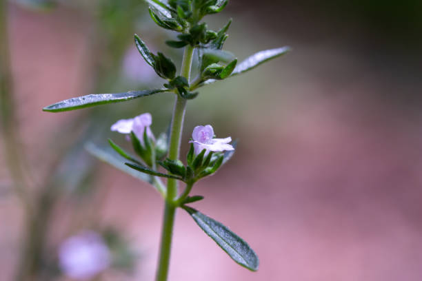 Macro view of tiny summer savory blossoms (bohnenkraut) This image shows an extreme close up view of tiny lavender color summer savory (satureja hortencia) herb flowers blooming in an outdoor botanical garden. bohnenkraut stock pictures, royalty-free photos & images
