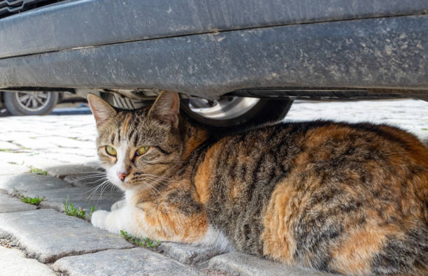 istock Street stray cat sits under a parked car 1263440191