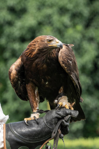 istock Bird Of Prey 1263442148