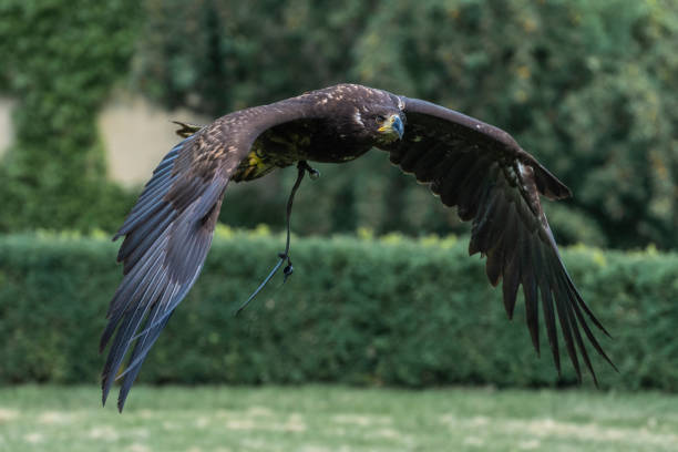 istock Bird Of Prey 1263442199