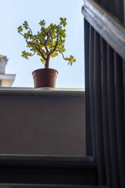 Color image depicting flowers and fresh new life growing in flower pots in a small ornamental garden on the balcony of a residential apartment. The garden is decorated with a variaty of ornaments including wooden houses, ladybirds, toadstools and fairies.