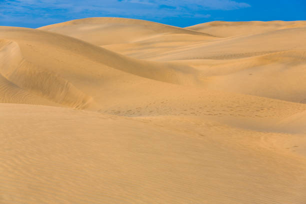 istock Maspalomas Duna - Desert in Canary island Gran Canaria 1263443054