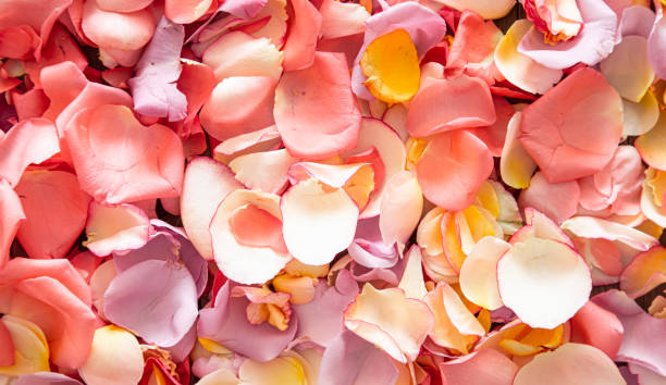 istock Beautiful bright background of fresh rose petals 1263444038