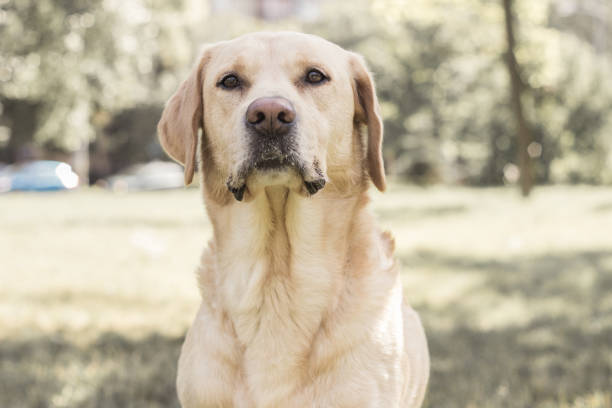 istock Smiling labrador dog in the city park 1263444248