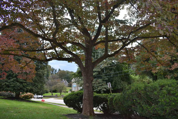 istock A Small Tree With Yellow Orange Leaves 1263445301