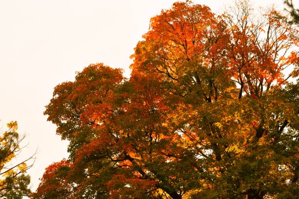 istock A Large Autumn Tree Lit By the Sunset 1263446379