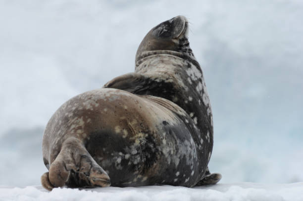 istock The Weddell seal (Leptonychotes weddellii) 1263446542