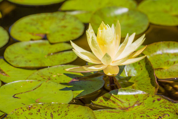 istock Yellow Water Lily And Many Lily Pads 1263447291