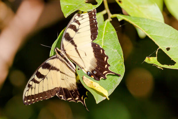 istock Eastern Tiger Swallowtail -- Yellow Phase 1263447362