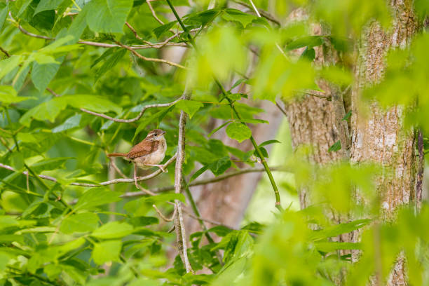 Carolina Wren In A Tree