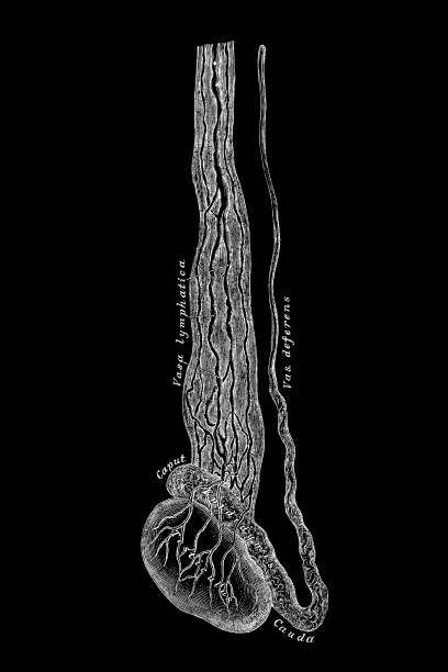 The testis lymphatic vessel Illustration of The testis lymphatic vessel male reproductive system cross section stock illustrations