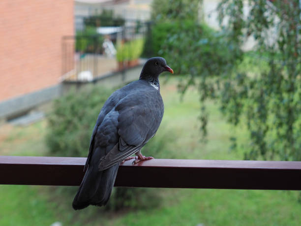 istock wood pigeon bird animal 1263449615