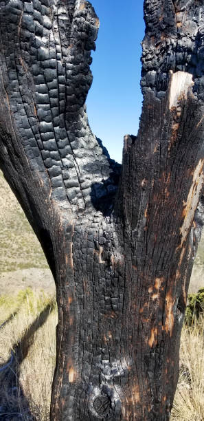 istock Close-up of burnt tree from Monument Fire in Arizona 1263450166