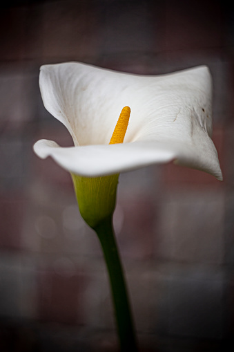 White lily flower closeup in the garden. Lily stamens in focus with a blurred flower in the background. Autumn concept