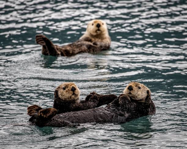 Sea otter Sea otter sea otter stock pictures, royalty-free photos & images