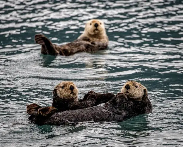 Photo of Sea otter