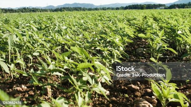 Young Cannabis Plants On Field Stock Photo - Download Image Now - Cannabis Plant, Agricultural Field, Hemp