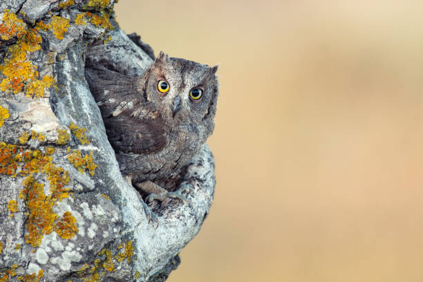 Scops Owl looking out of nesthole. Otus scops