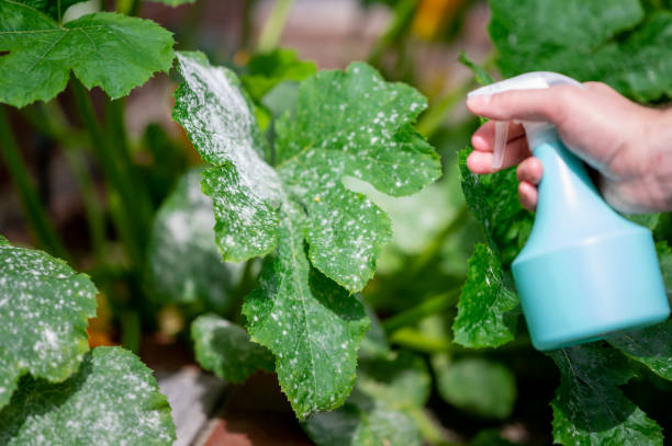 Treating powdery mildew on a zucchini plant. Treating powdery mildew on a zucchini plant. mildew stock pictures, royalty-free photos & images