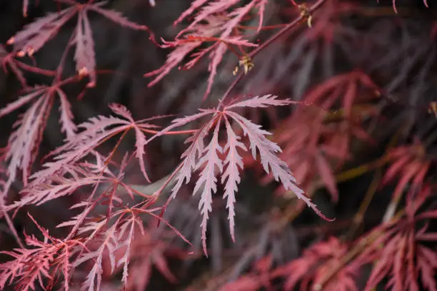 Attractive red split leaf Japanese Maple tree.