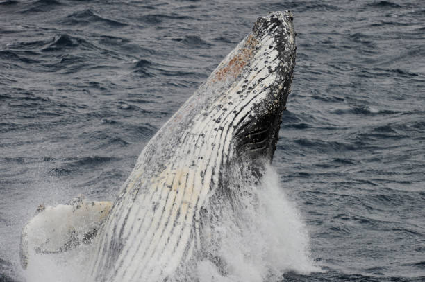 istock The humpback whale (Megaptera novaeangliae) - Whale Breaching 1263452892