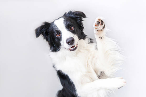 Funny studio portrait of cute smiling puppy dog border collie isolated on white background. New lovely member of family little dog gazing and waiting for reward. Funny pets animals life concept Funny studio portrait of cute smiling puppy dog border collie isolated on white background. New lovely member of family little dog gazing and waiting for reward. Funny pets animals life concept collie photos stock pictures, royalty-free photos & images