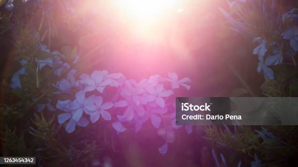 Purple Roses Sun Rays Purple Flowers With Sun Rays Stock Photo - Download Image Now ...