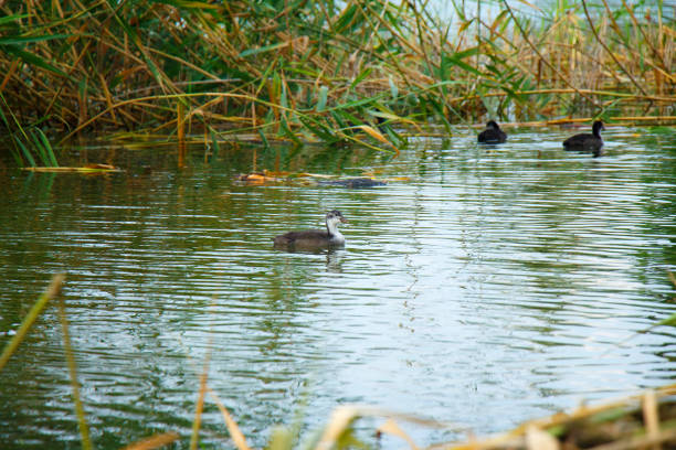 Several ducks swim in a pond