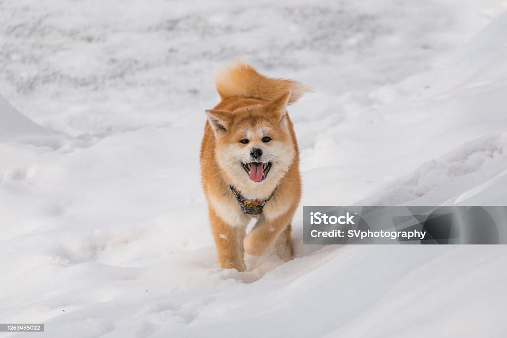 Red Puppy Akita Inu Dog Running Trough The Snow With A Funny Face Stock  Photo - Download Image Now - iStock
