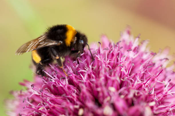 istock fluffy bumblebee collects nectar sitting on a fluffy red flower 1263456254