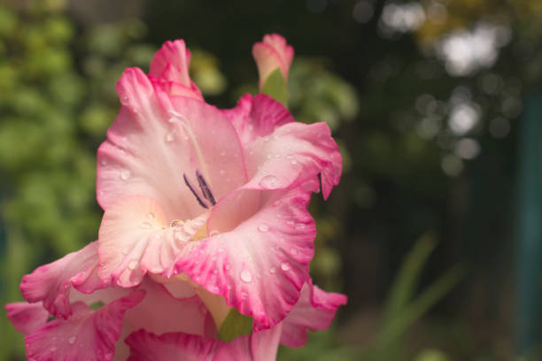 istock Pink gladiolus with drops after rain. 1263456355