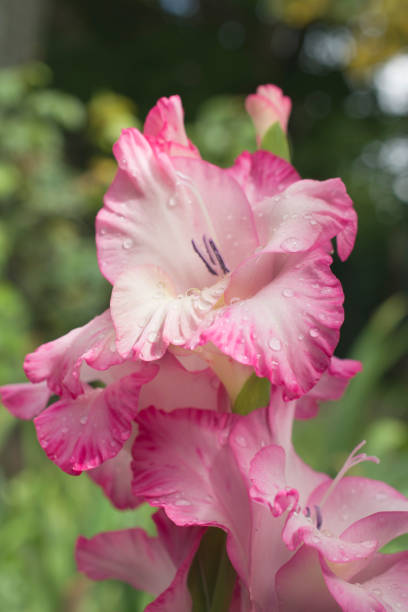 istock Pink gladiolus with drops after rain. 1263456356