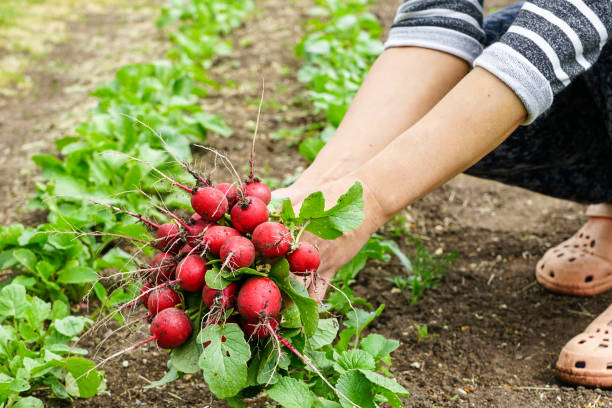 czerwona rzodkiewka pęczek po prostu wyciągnął z łóżka ogrodowego - radish bunch red vegetable zdjęcia i obrazy z banku zdjęć