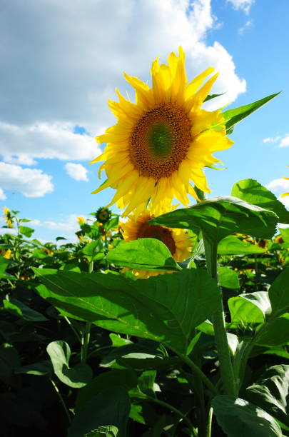 Sunflower fields Sunflower fields on a sunny summer day ukrainian village stock pictures, royalty-free photos & images
