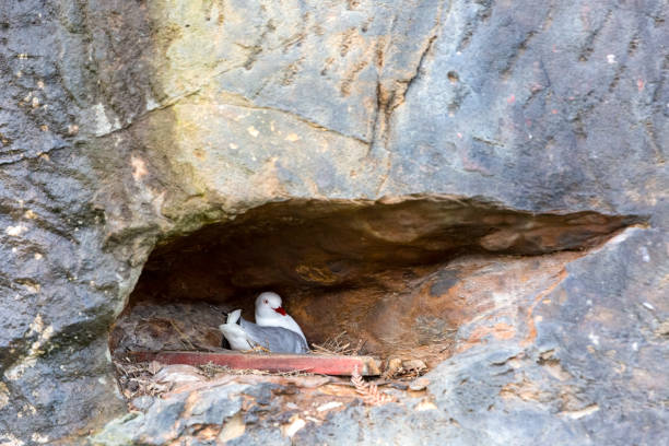 istock Seagull sitting in the nest, background with copy space 1263457486
