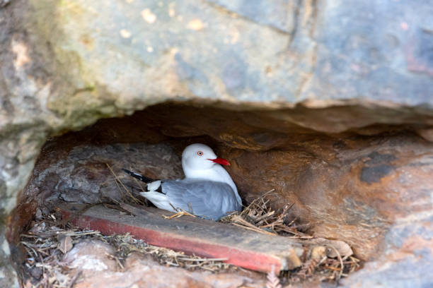 istock Seagull sitting in the nest, background with copy space 1263458146